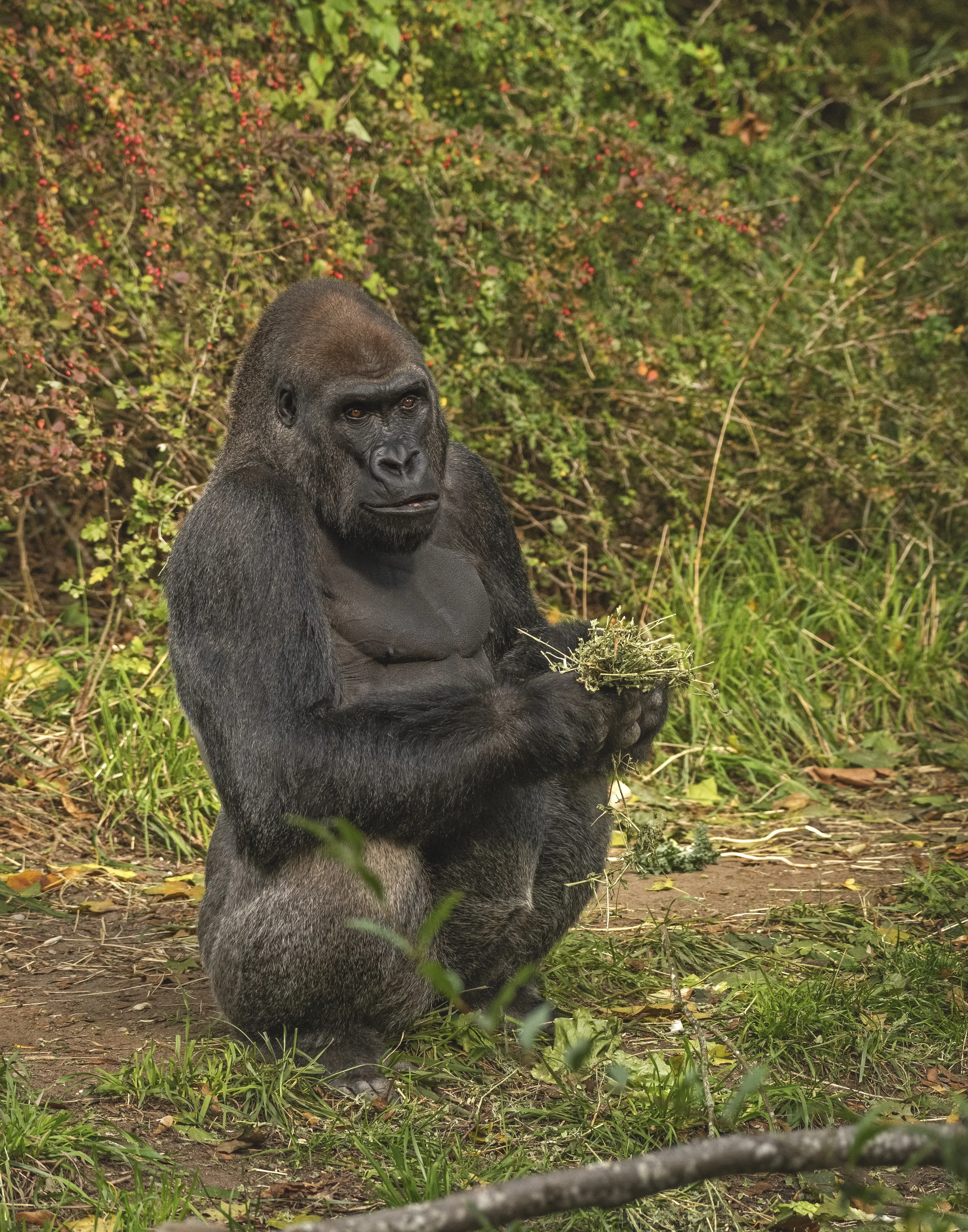 Mountain gorilla in Uganda